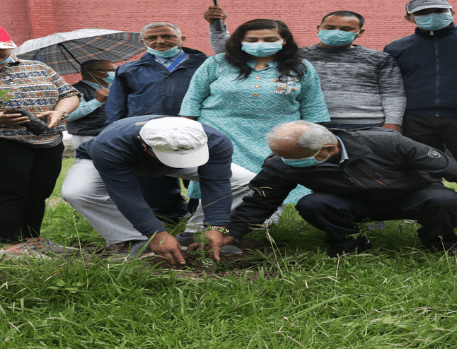 Tree Plantation at TU Campus Premises